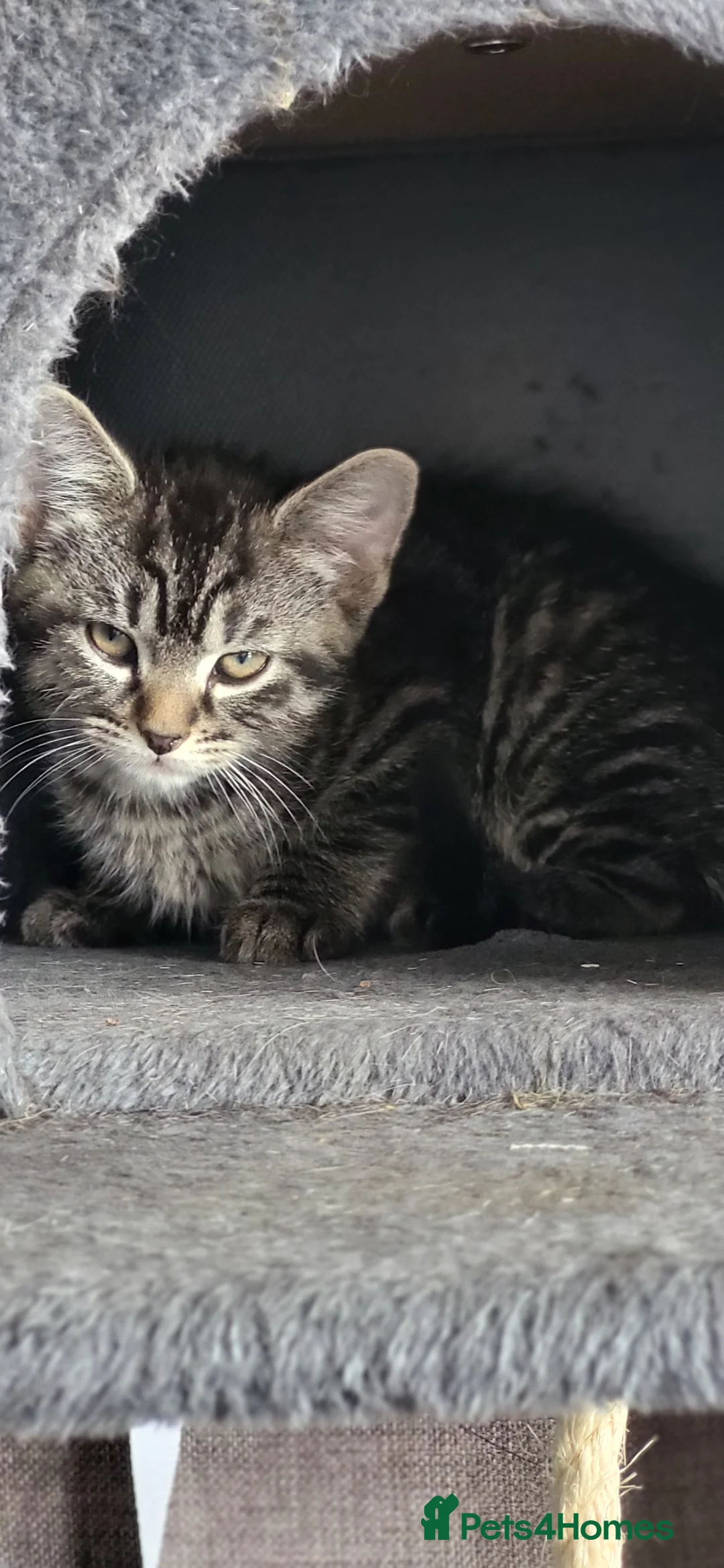 Mixed Breed cats for sale: Fluffy cute kittens  in Deal - Advert 12