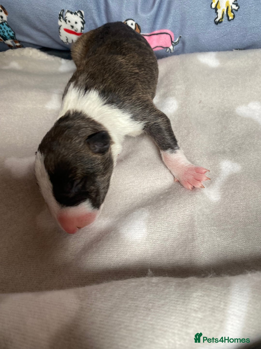 English Bull Terrier dogs for sale: English bull terrier puppy’s  - Image 31