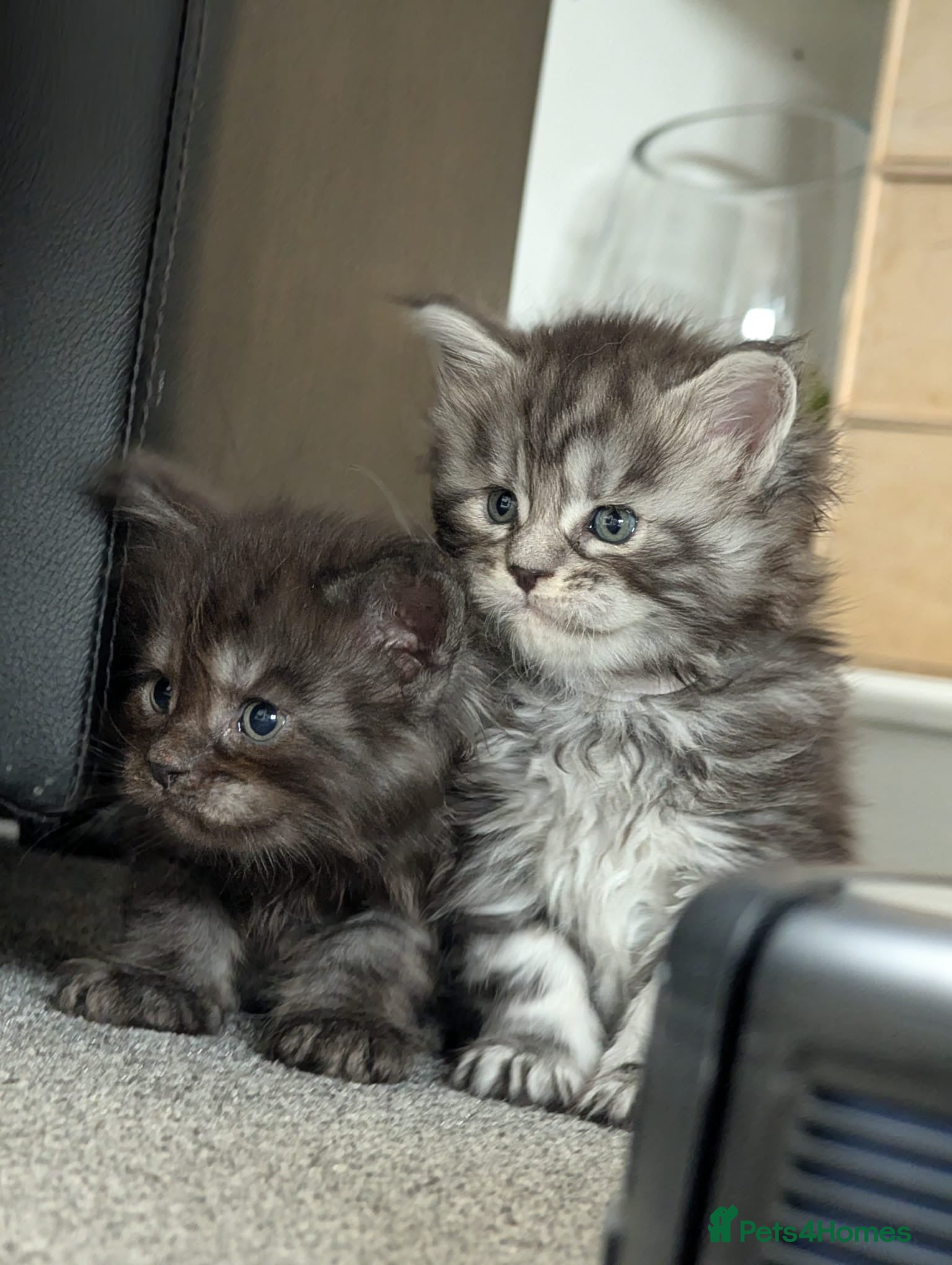 Maine Coon cats Maine coon kittens  - Advert 3