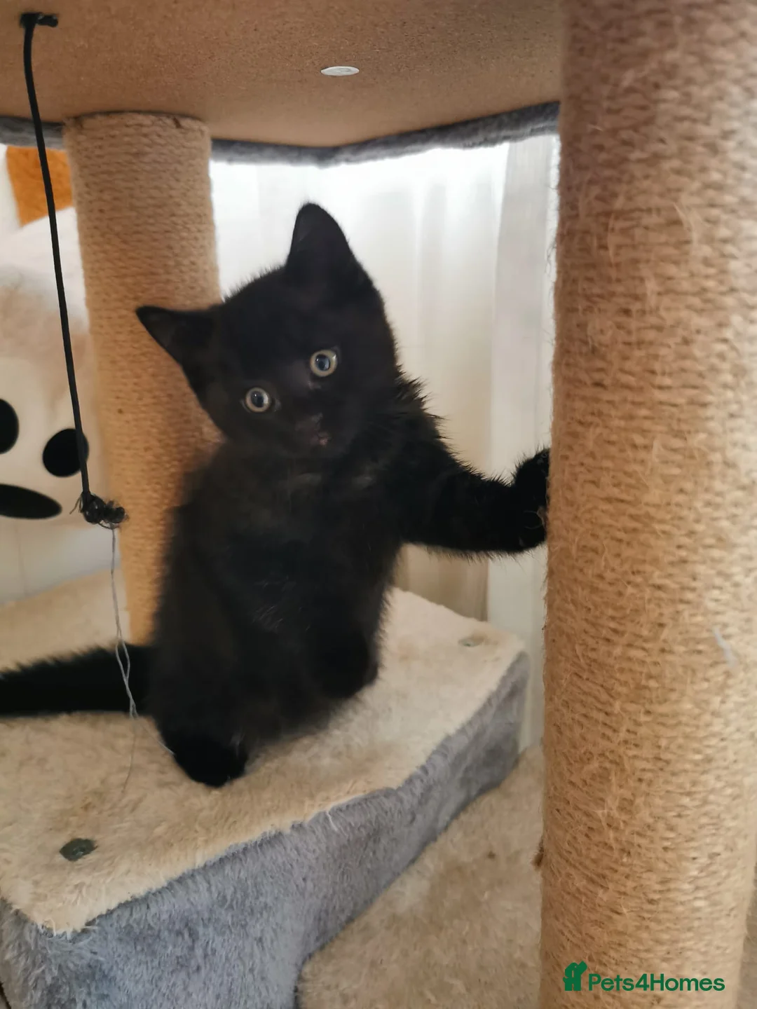 Mixed Breed cats for sale: Black kitten  - Advert 2
