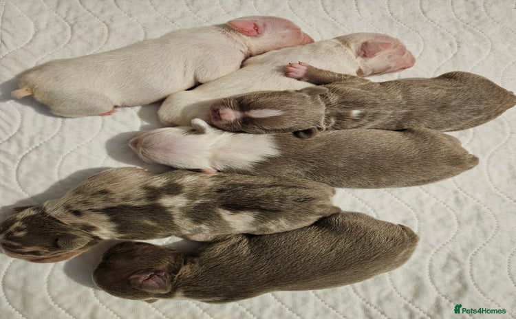Mixed Breed dogs - Advert 4