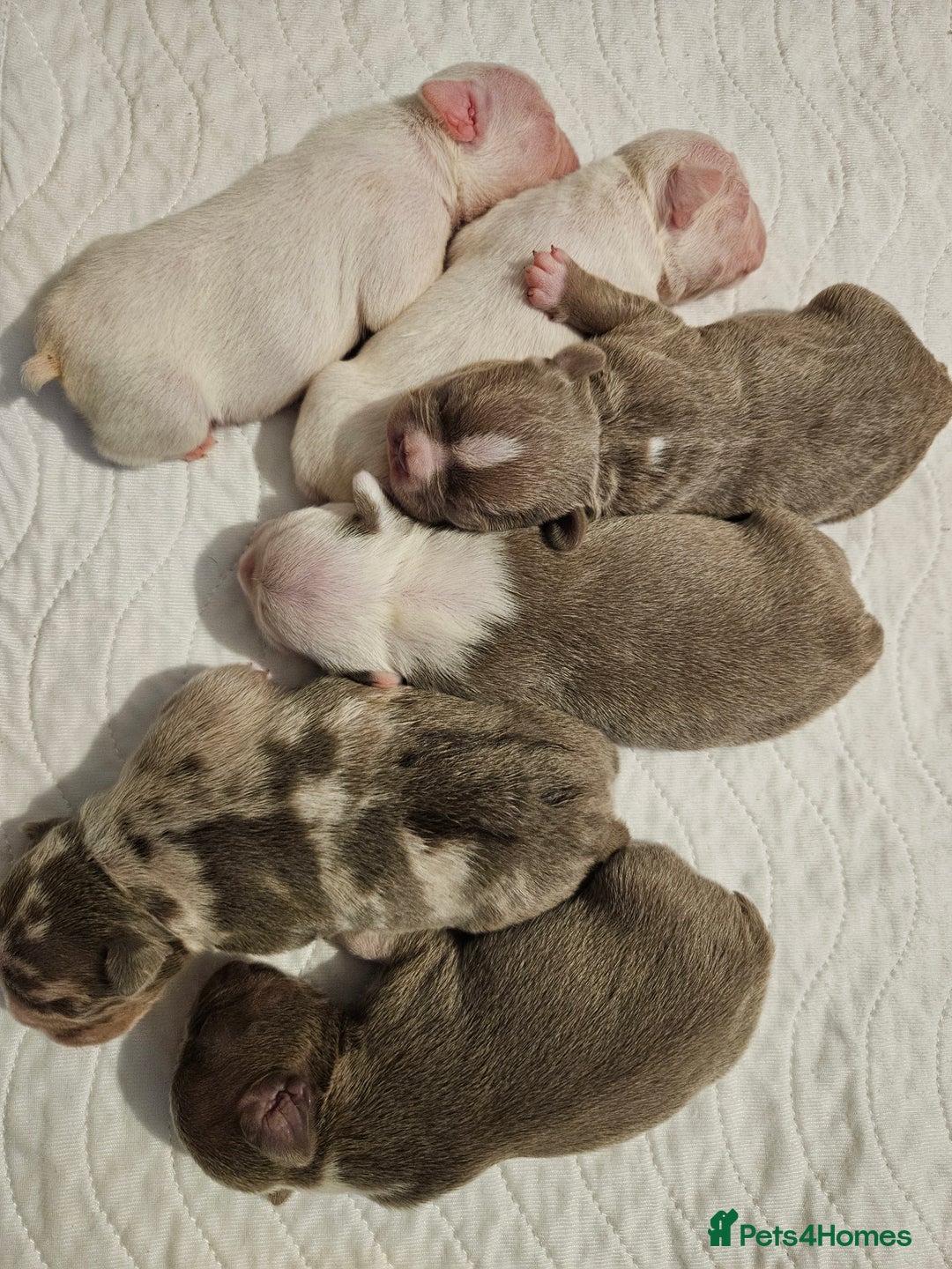 Mixed Breed dogs for sale: Last Beautiful Pink Frenchton Boy Pup Available  - Image 10