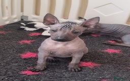 Mexican Hairless dogs for sale: Mexican hair less puppy - Image 5