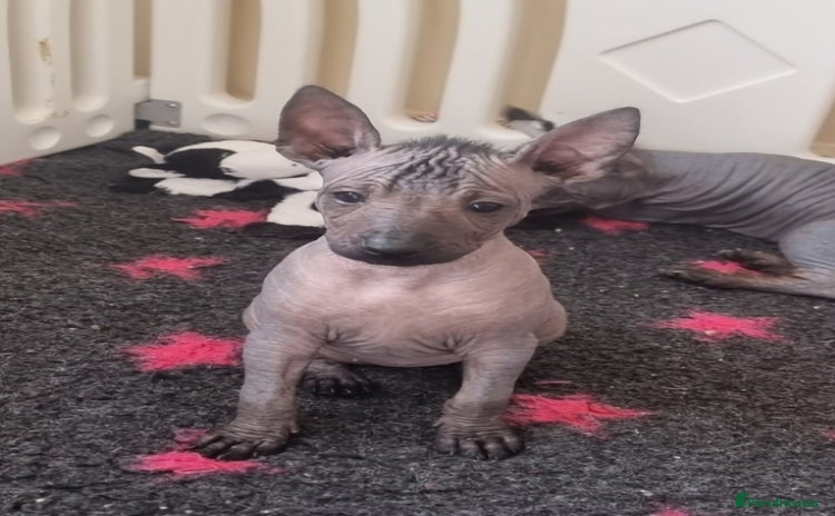 Mexican Hairless dogs - Advert 1