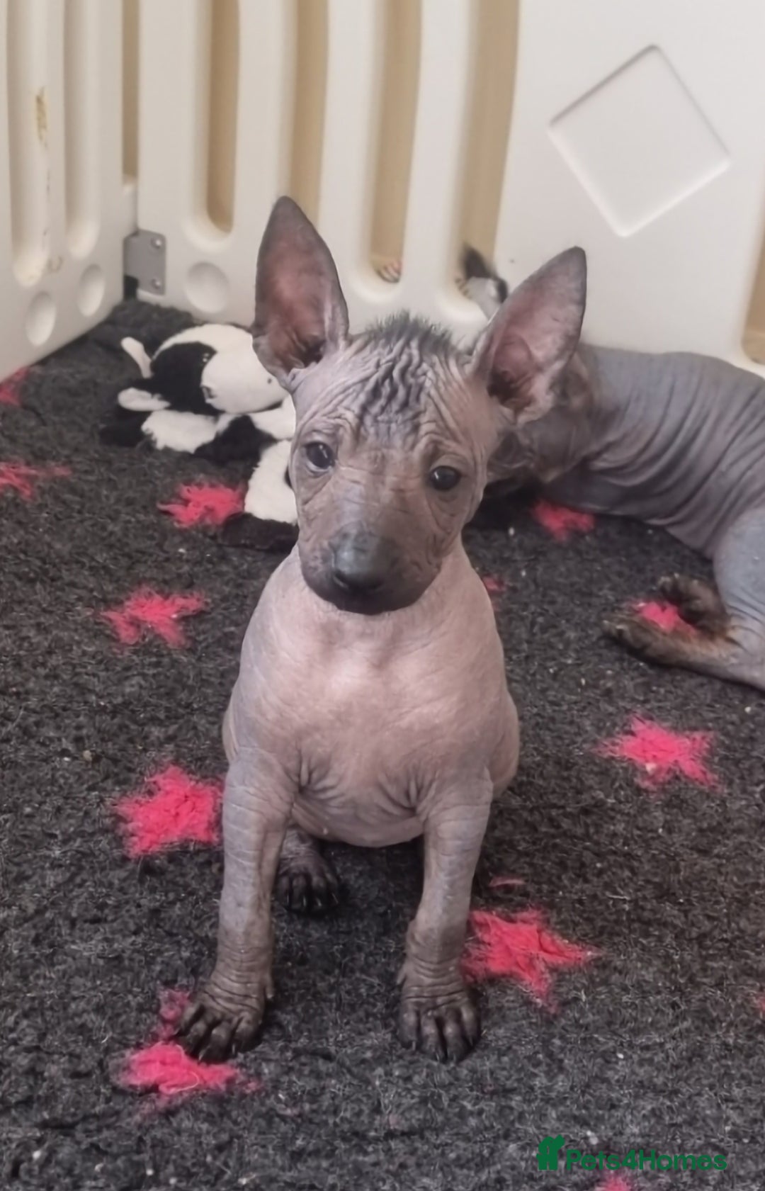 Mexican Hairless dogs for sale: Mexican hair less puppy - Image 5