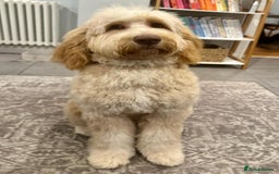 Mixed Breed dogs for sale: Gentle Giant Bernedoodles - Image 4