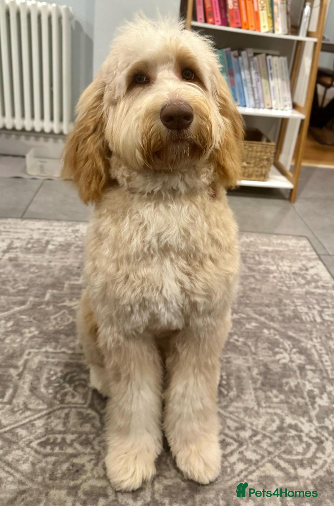 Mixed Breed dogs for sale: Gentle Giant Bernedoodles - Image 4