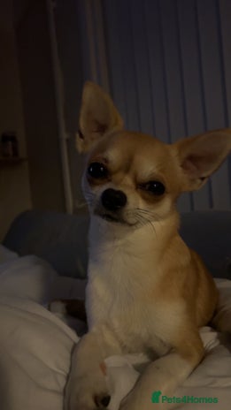 Chihuahua dogs in Frome - Advert 1