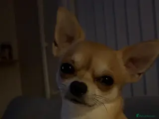 Chihuahua dogs Chihuahua dog for stud in Frome - Advert 3