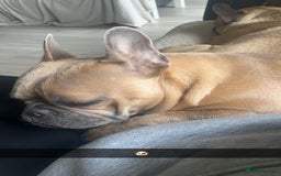 French Bulldog dogs for sale: Two French bulldog pups - Image 5