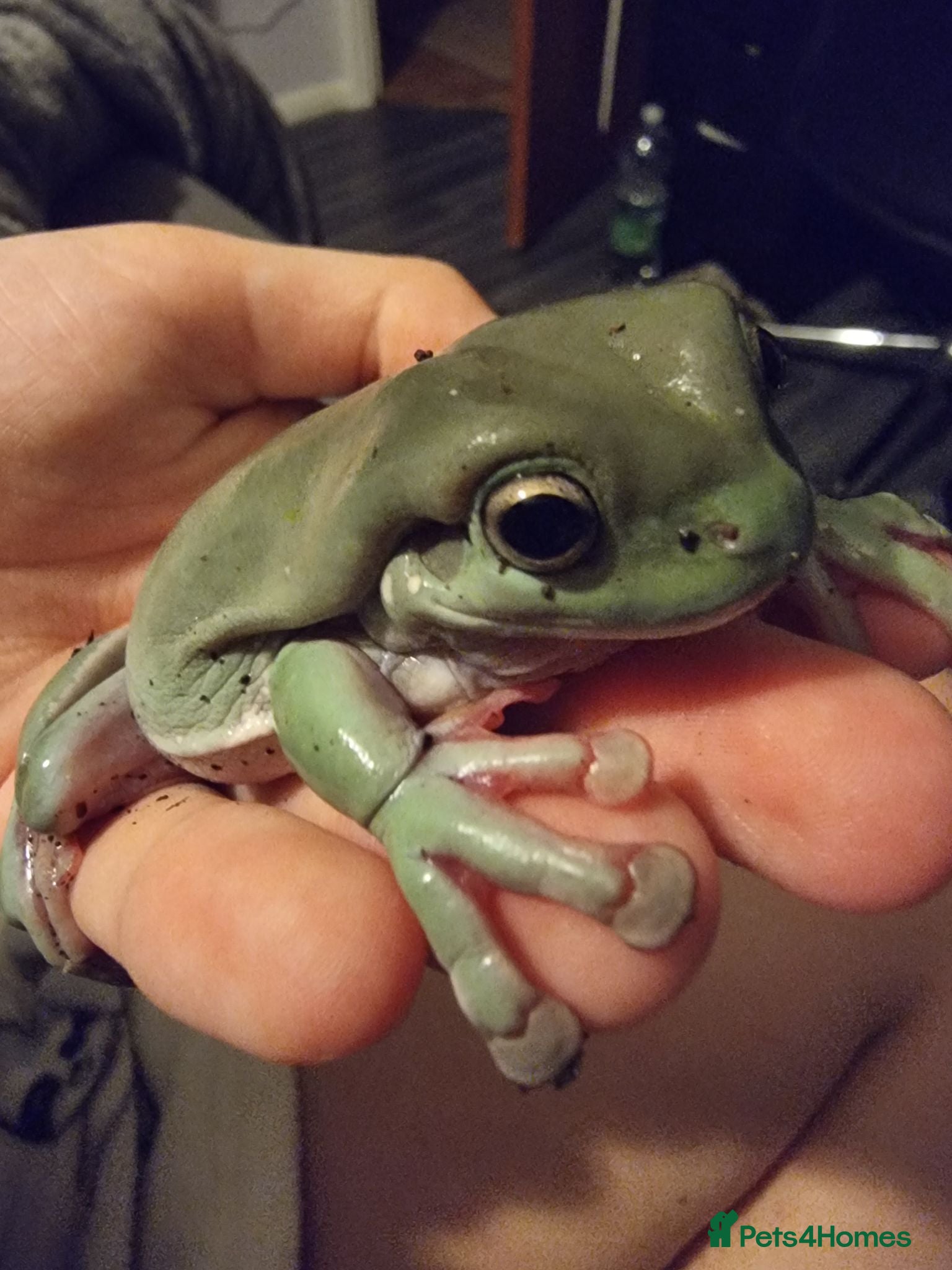 Frog reptiles White's Tree Frog and full setup - Advert 1