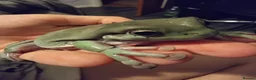 Frog reptiles for sale: White's Tree Frog and full setup in Reading - Advert 1