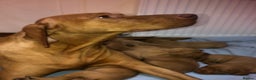 Hungarian Vizsla dogs for sale: Playfull and cheeky hungarian vizsla puppies  - Advert 6