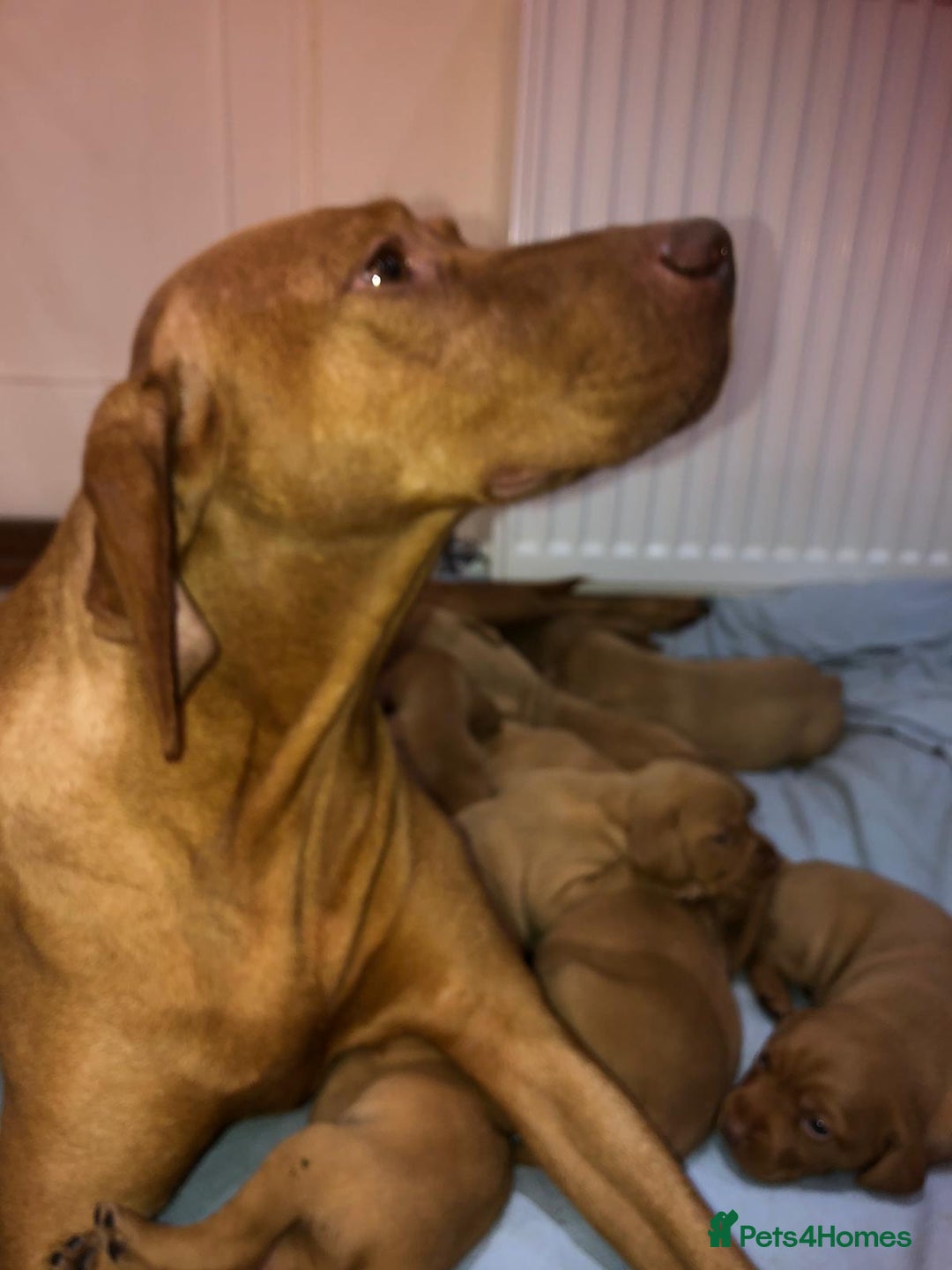 Hungarian Vizsla dogs for sale: Playfull and cheeky hungarian vizsla puppies  - Advert 6