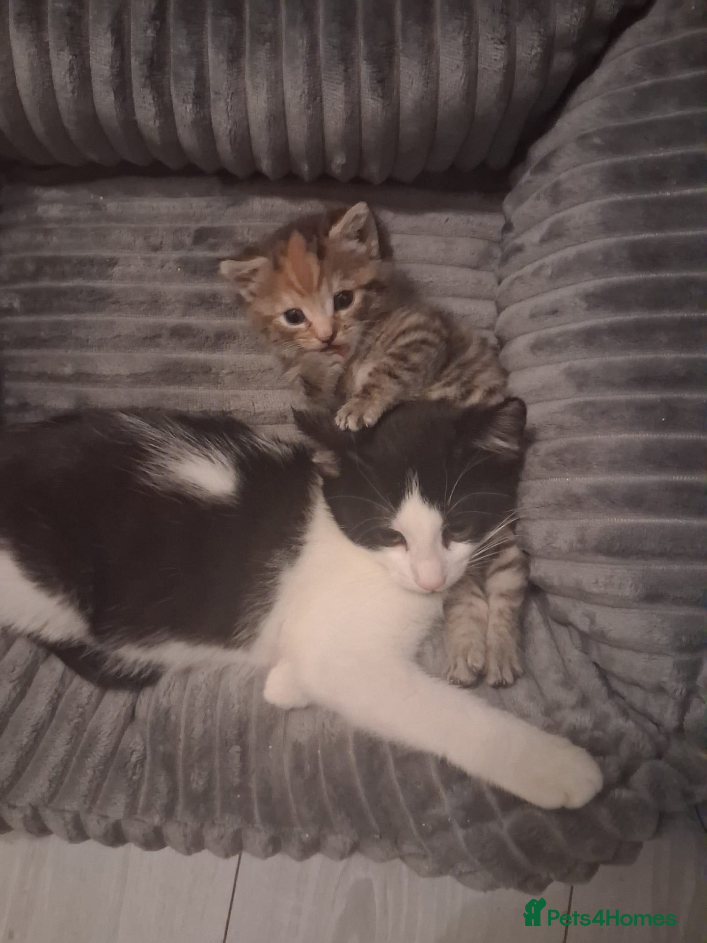 Mixed Breed cats for sale: Adorable black and white female kitten - Advert 4