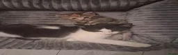 Mixed Breed cats for sale: Adorable black and white female kitten in Birmingham - Advert 1