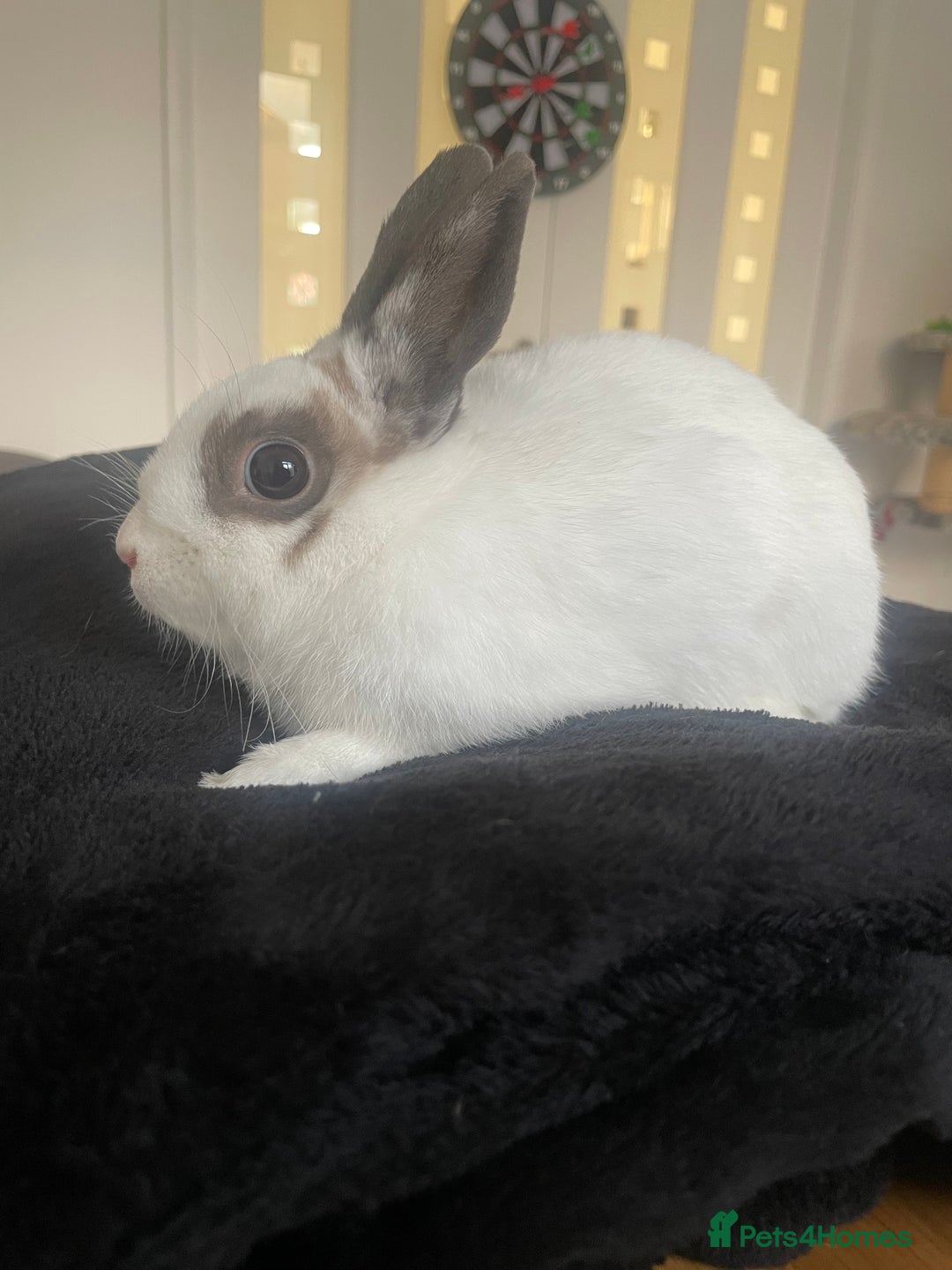 Netherland Dwarf rabbits for sale: Girl rabbits  - Image 5