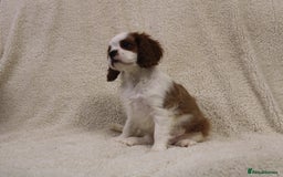 Cavalier King Charles Spaniel dogs for sale: Beautiful Cavalier king charles spaniel puppies - Image 14