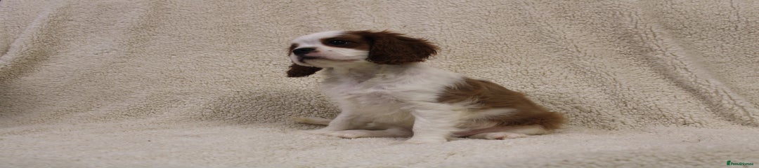 Cavalier King Charles Spaniel Puppy 1