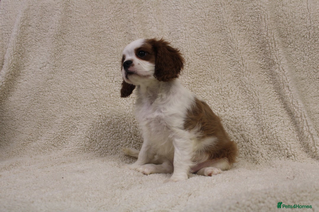 Cavalier King Charles Spaniel dogs for sale: Beautiful Cavalier king charles spaniel puppies - Image 14