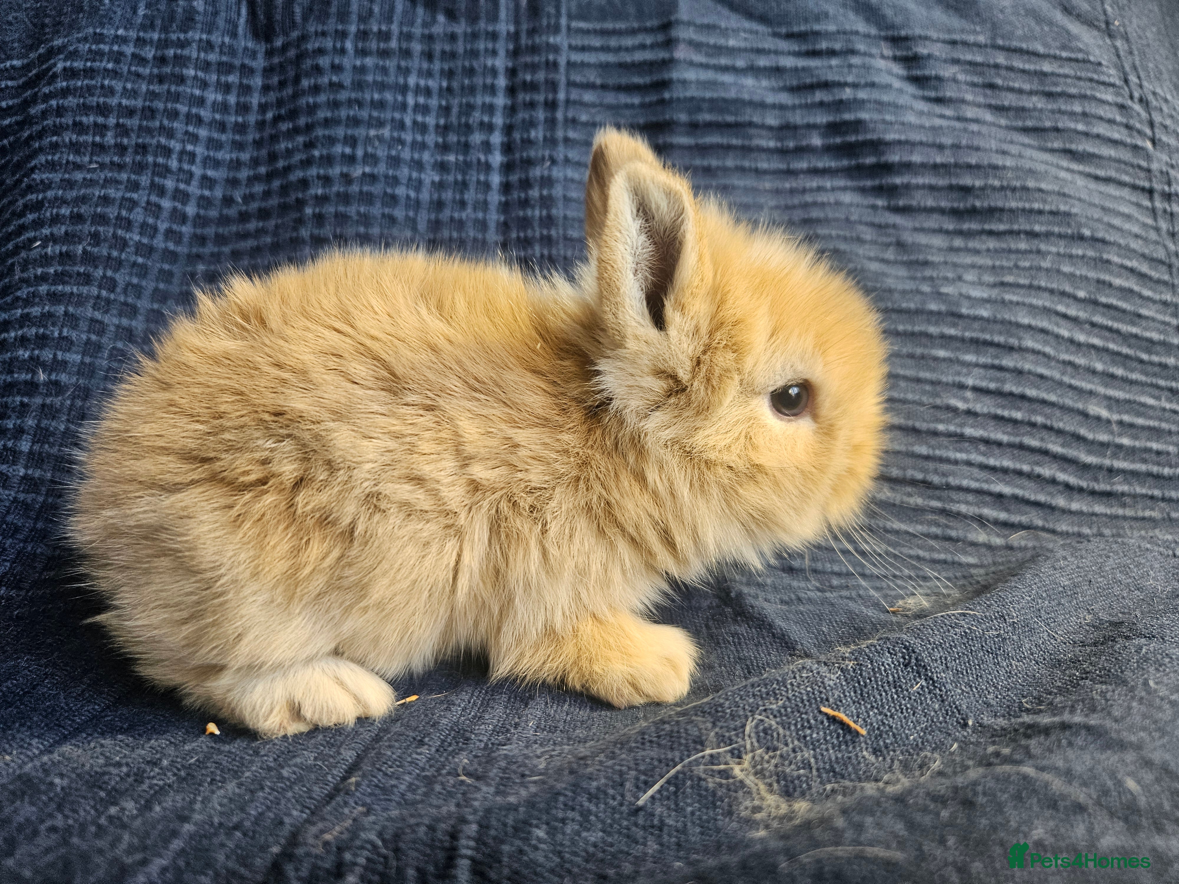Cashmere Lop rabbits Rabbits for sale £40 each or 2.for £60 - Advert 1