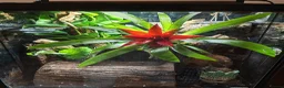 Gecko reptiles for sale: 4x Crested Geckos + Viv in Coalville - Advert 13