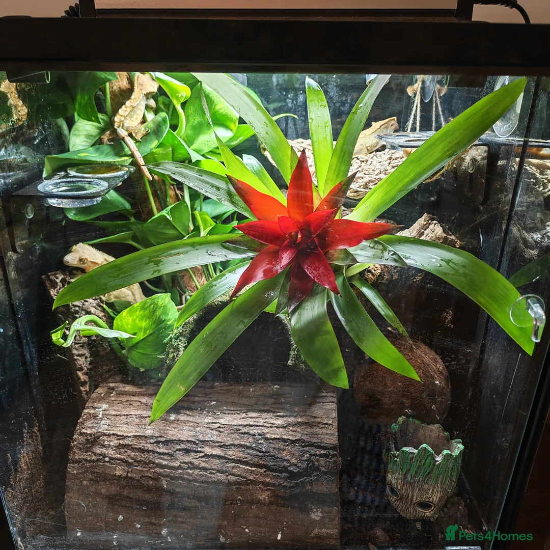Gecko reptiles for sale: 4x Crested Geckos + Viv in Coalville - Advert 13