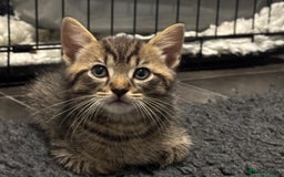 Mixed Breed cats for sale: Kittens ready this week. - Image 7