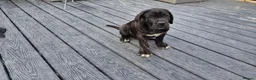 Cane Corso dogs for sale: 💜 IMPRESSIVE FULL PEDIGREE CANE CORSO LITTER 💜 - Advert 8