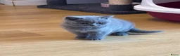 British Shorthair cats for sale: Gorgeous blue, British shorthair kittens  - Advert 4