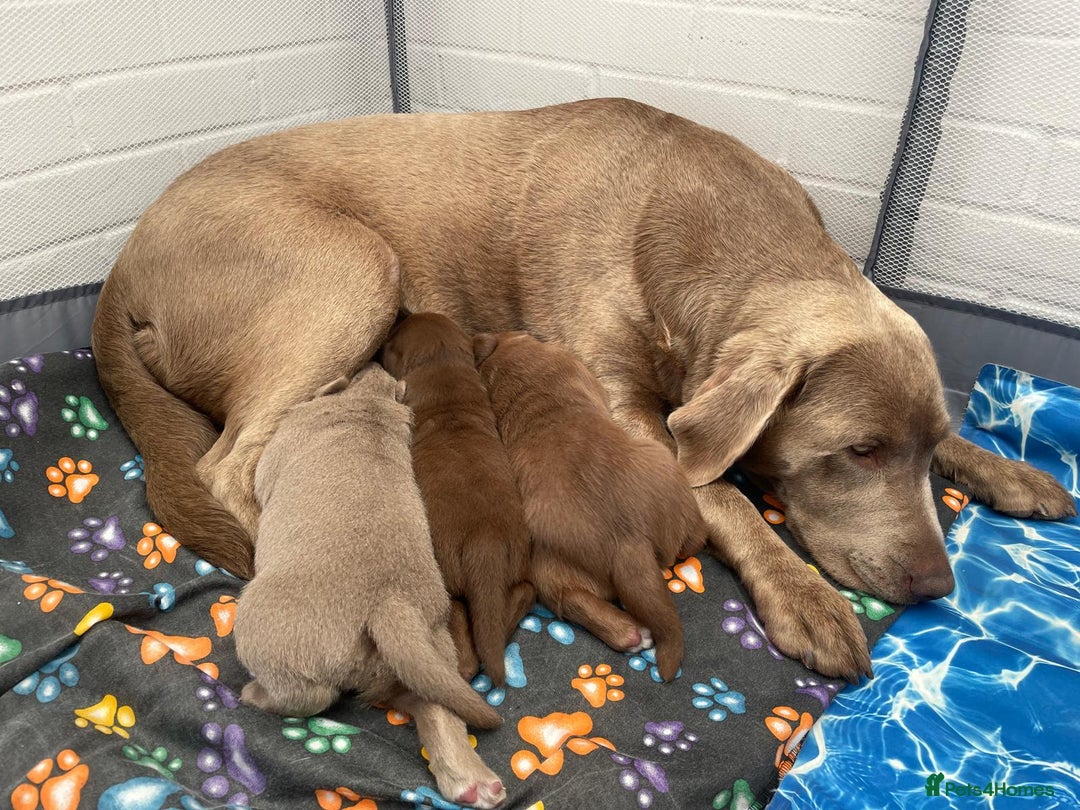 Labrador Retriever dogs for sale: 1 stunning boy left  - Image 12