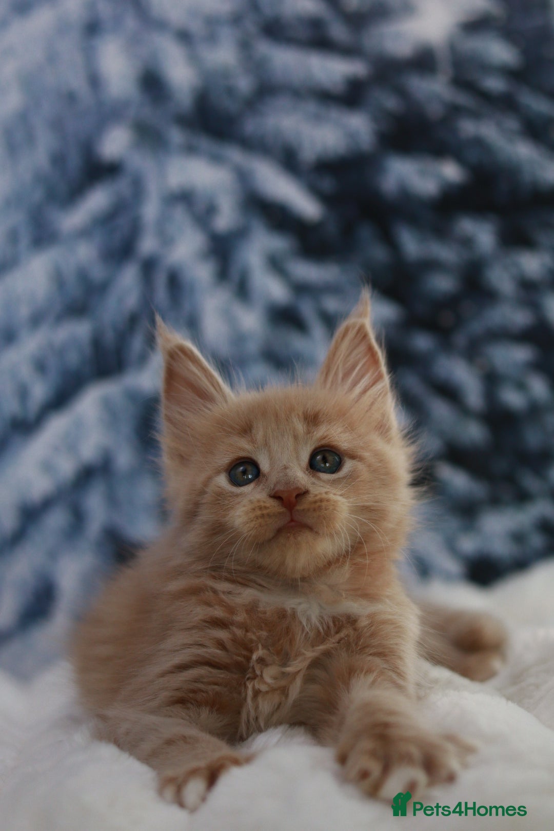 Maine Coon cats for sale: European line Mainecoon boy available.  - Advert 4