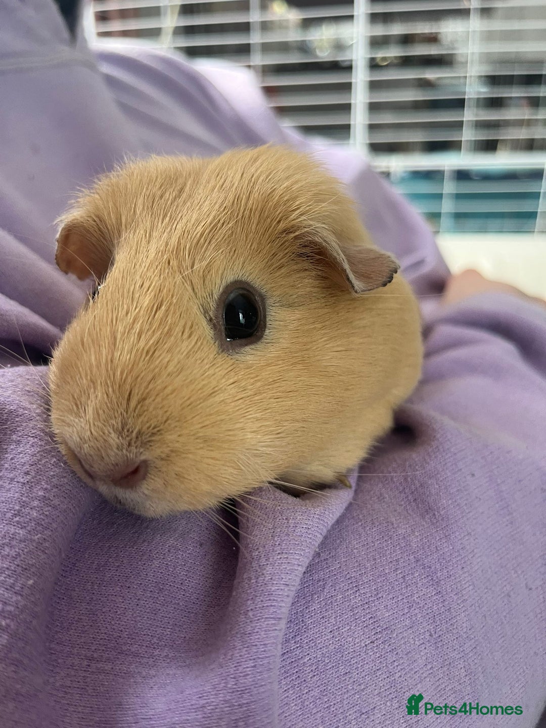 Guinea Pig rodents for sale: 2x Female Guinea pigs - Image 3