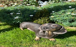 Miniature Dachshund dogs for sale: Stunning Mini Dachshund Puppies - Image 11