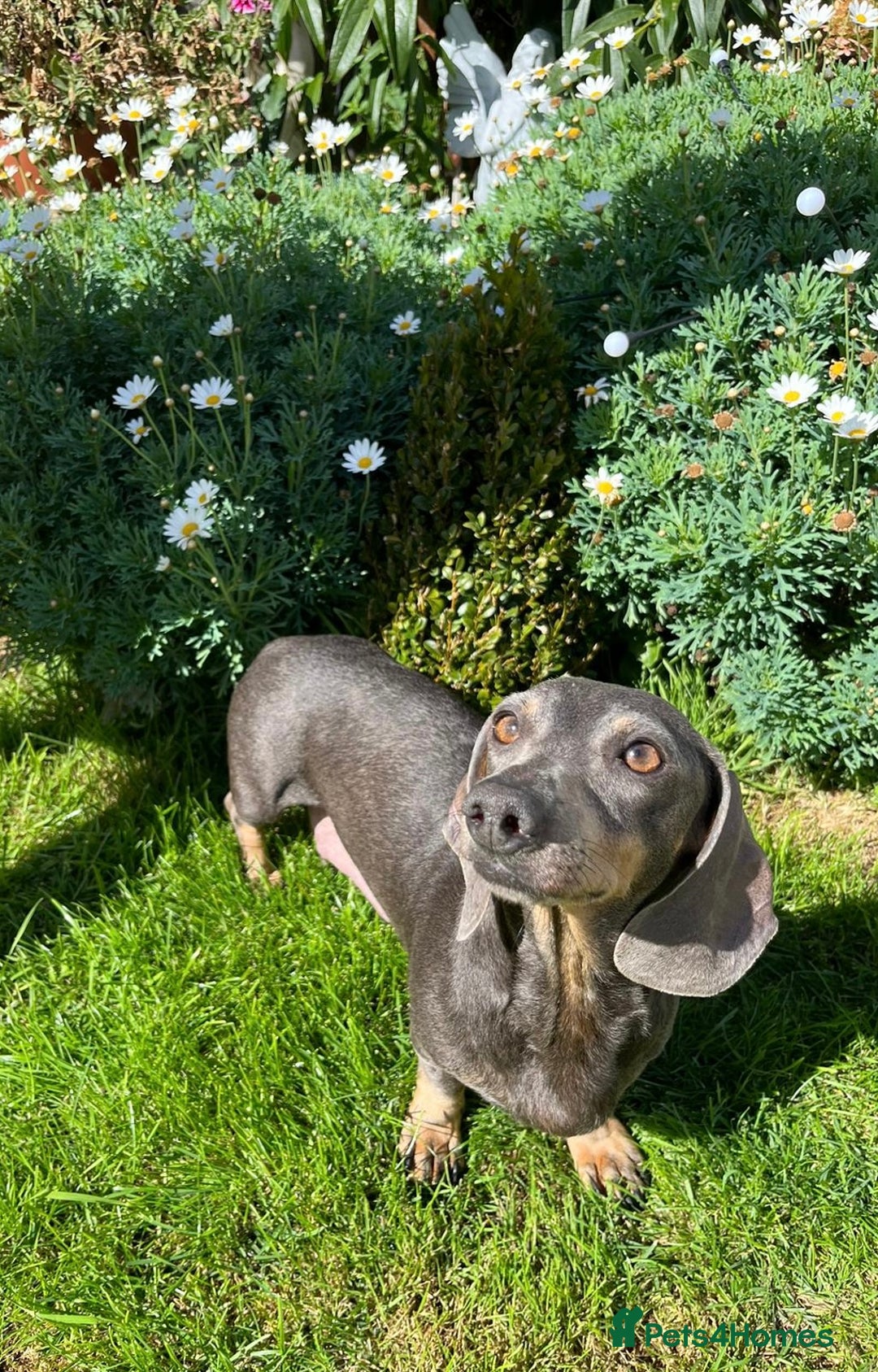 Miniature Dachshund dogs for sale: Stunning Mini Dachshund Puppies - Image 11