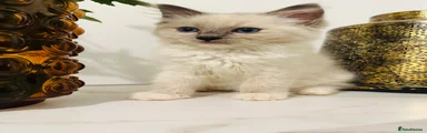 Ragdoll 3