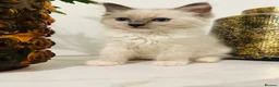 Ragdoll cats for sale: Last Ragdoll kitten available now   - Advert 2