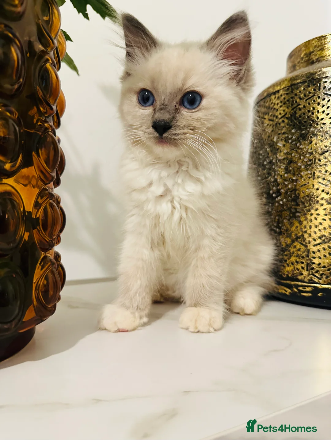Ragdoll cats for sale: Last Ragdoll kitten available now   - Advert 2