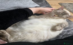 Ragdoll cats for sale: Last 2 fluffy ragdoll kittens  - Image 7