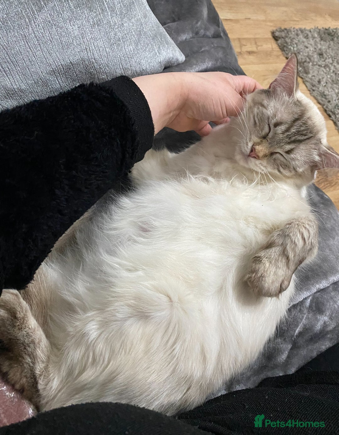 Ragdoll cats for sale: Last 2 fluffy ragdoll kittens  - Image 7