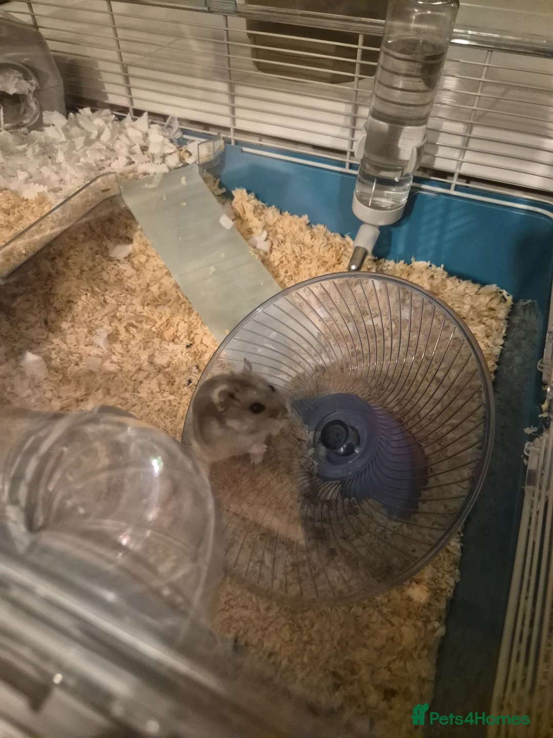 Hamster rodents for sale: Pedro the hamster is looking for a new home - Advert 1