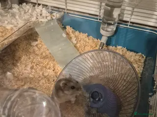 Hamster rodents Pedro the hamster is looking for a new home - Advert 2