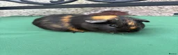 Guinea Pig rodents for sale: Baby guinea pigs  - Advert 7