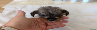 Mixed Breed 5