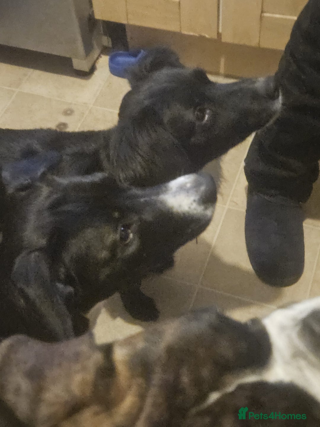 Mixed Breed dogs for sale: Beautiful 1 year old female dog  - Advert 16