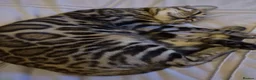 Bengal cats for sale: Gorgeous bengal boy in Poole - Advert 2