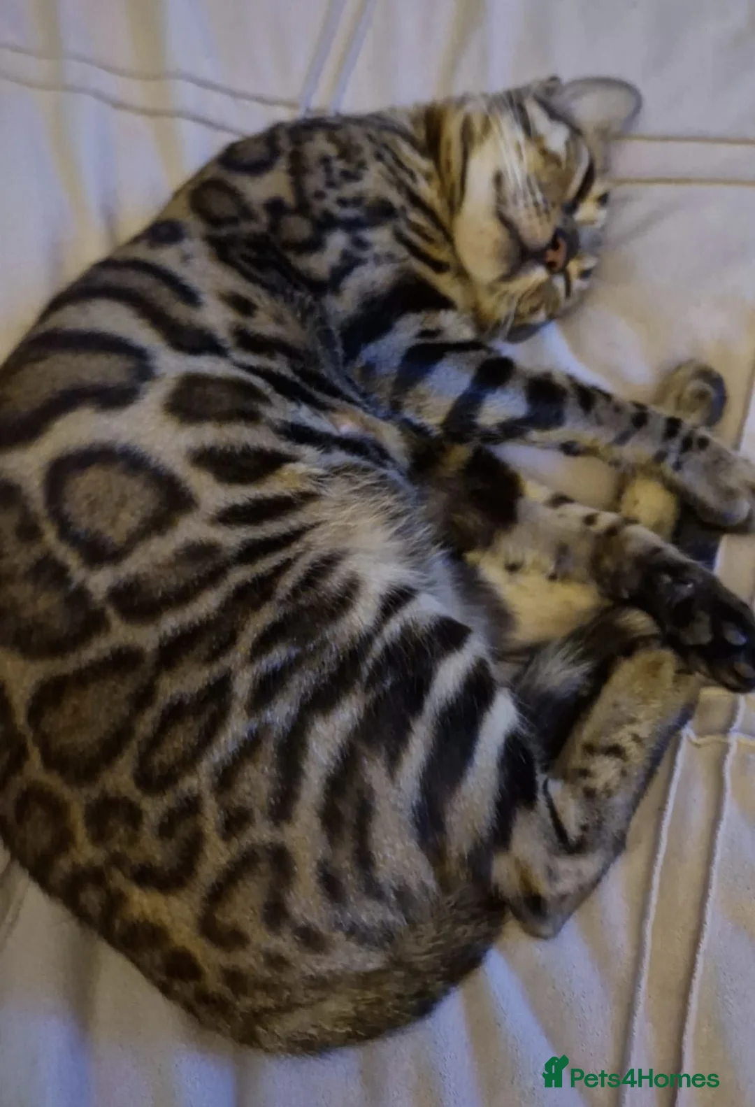 Bengal cats for sale: Gorgeous bengal boy in Poole - Advert 2