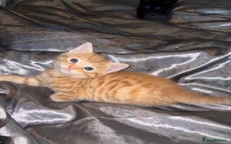 Mixed Breed cats for sale: 5 Beautiful Tabby / Mixed Kittens - Image 2
