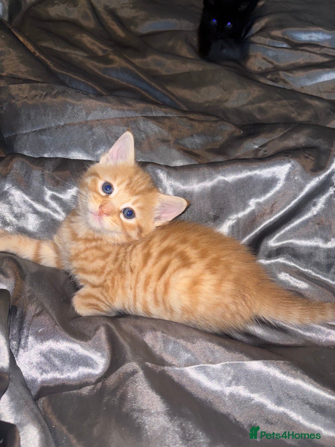 Mixed Breed cats for sale: 5 Beautiful Tabby / Mixed Kittens - Image 2