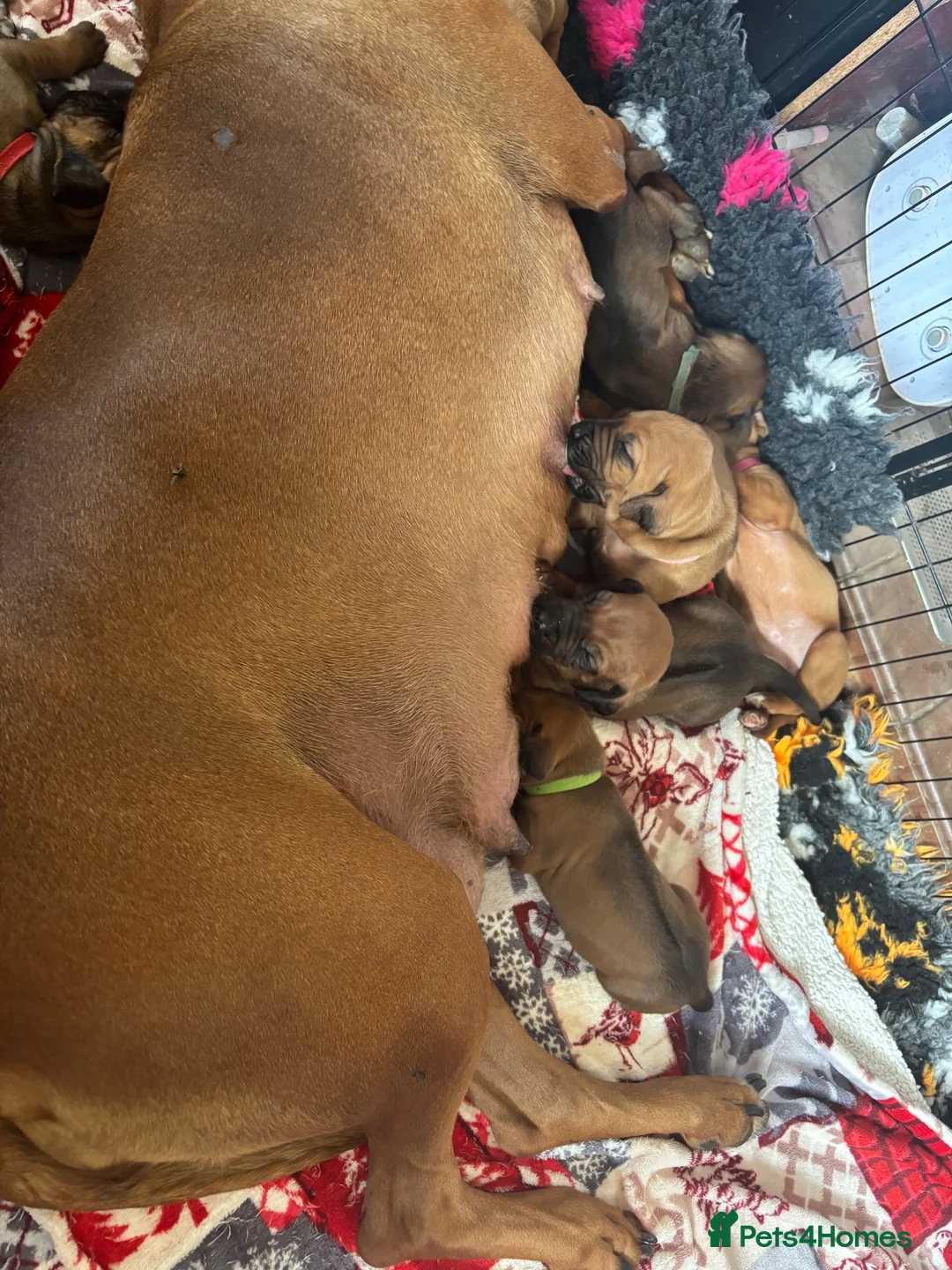 Rhodesian Ridgeback dogs for sale: Exceptionally Health Tested KC Ridgeback Puppies - Advert 18